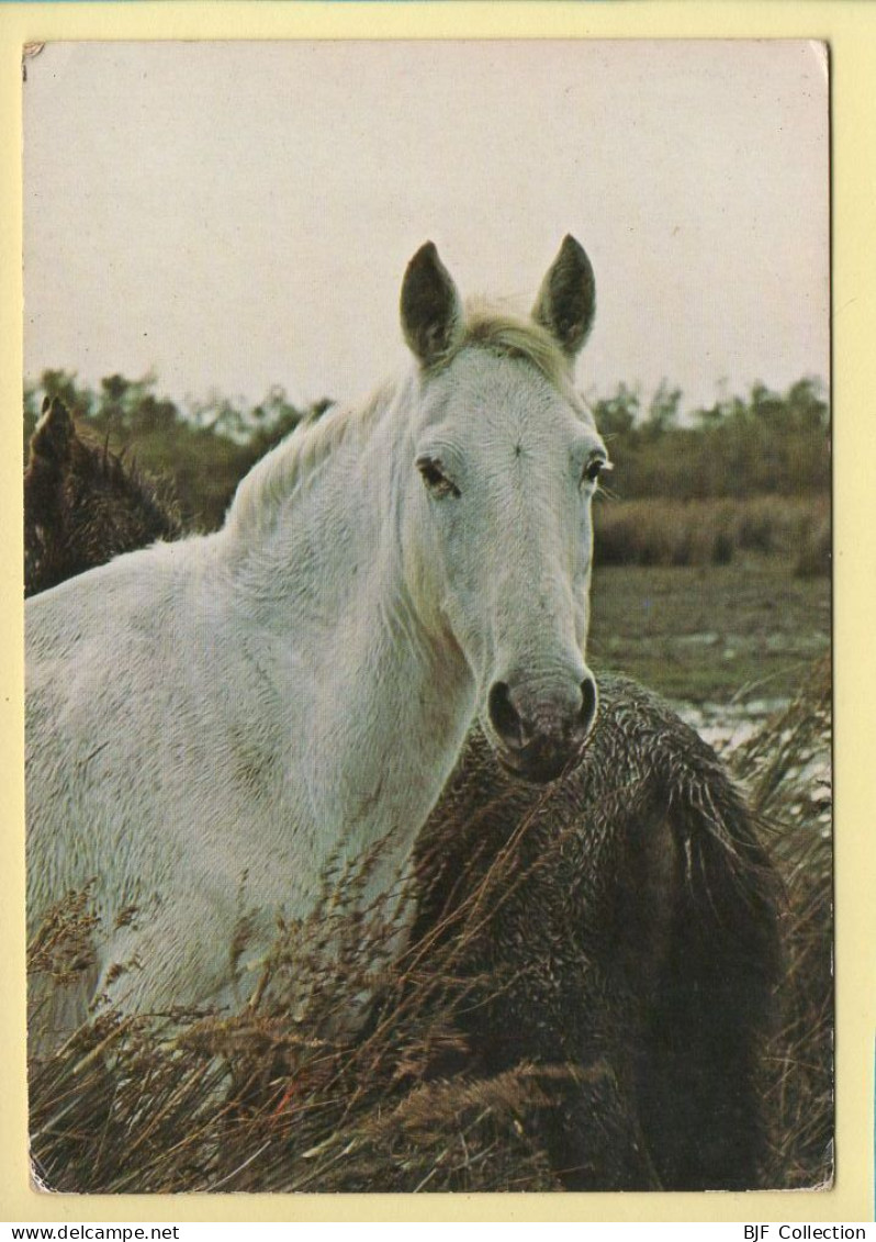 Chevaux : Image De Camargue (voir Scan Recto/verso) - Chevaux