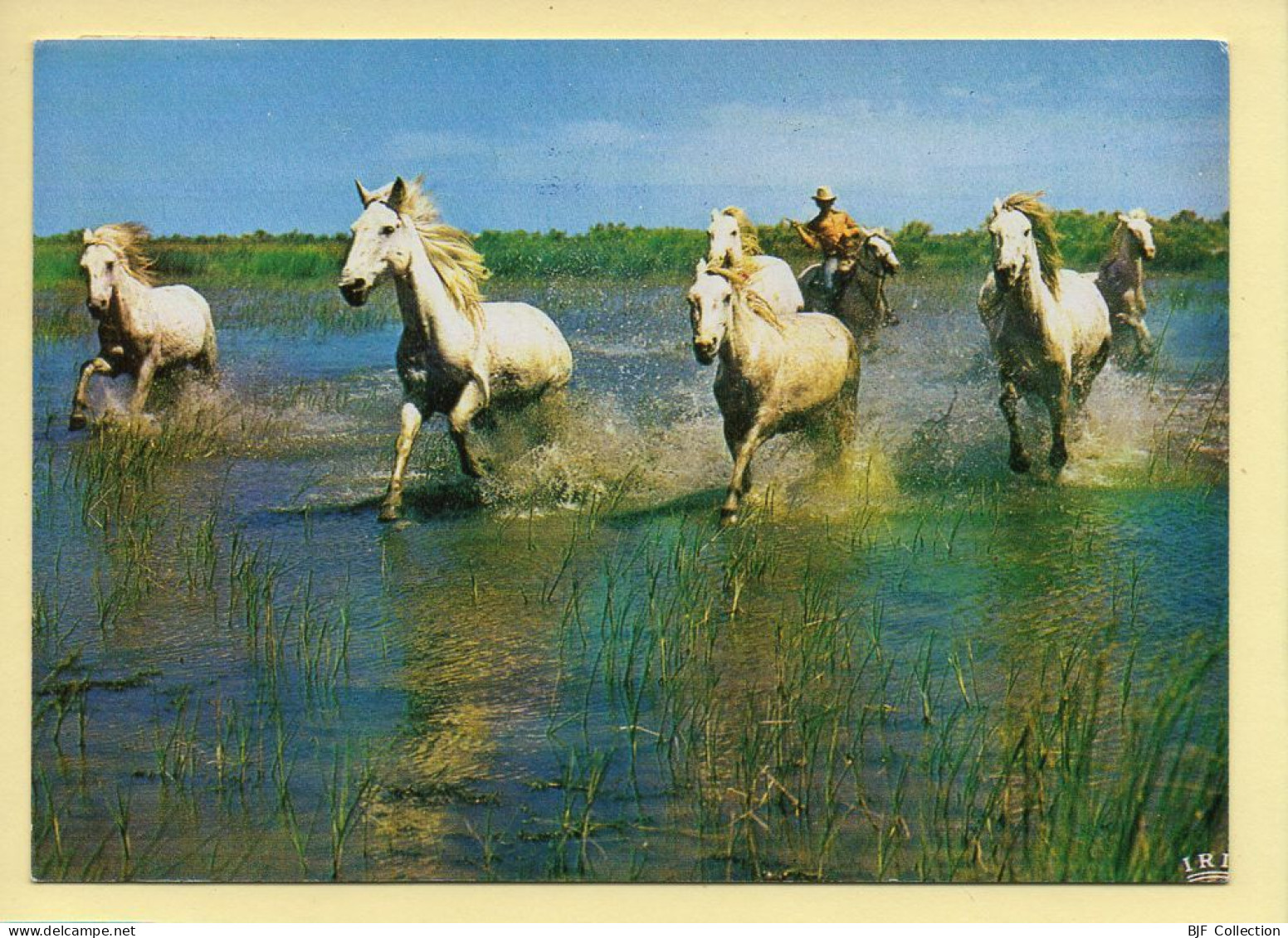 Chevaux : En Camargue Avec Les Gardians / Dans Le Marais / Chevaux Sauvages - Cavalli