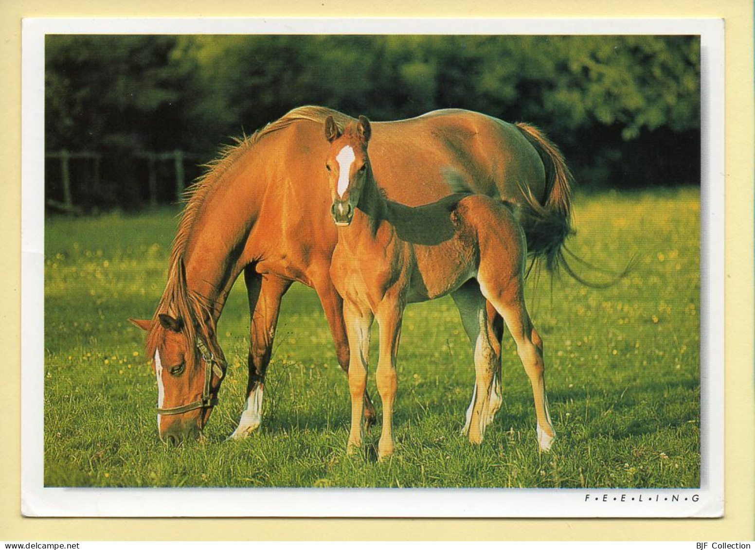 Chevaux : Jument Et Son Poulain / Crinières Au Vent (voir Scan Recto/verso) - Horses