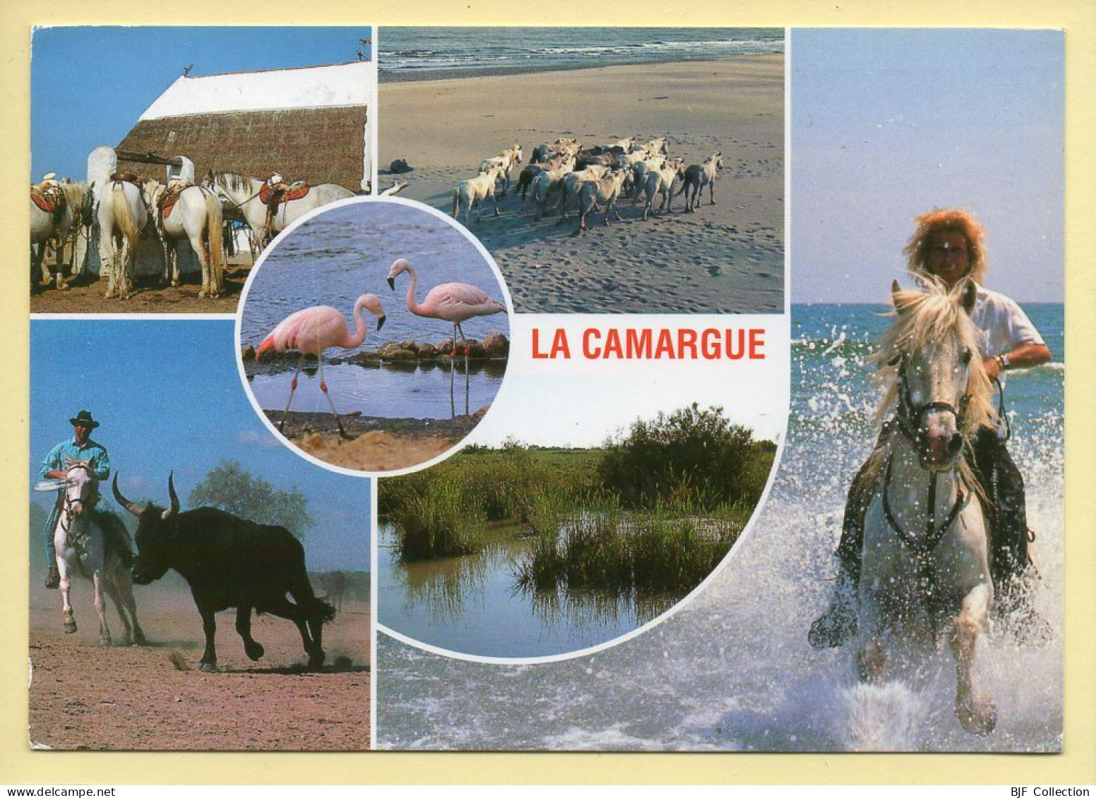 Chevaux : La Camargue / Multivues (voir Scan Recto/verso) - Cavalli