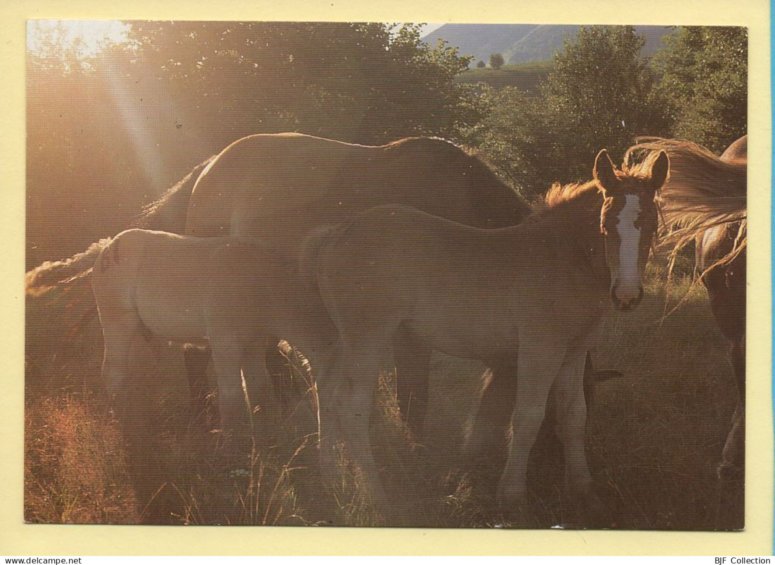 Chevaux : Chevaux Pendant La Transhumance (voir Scan Recto/verso) - Pferde