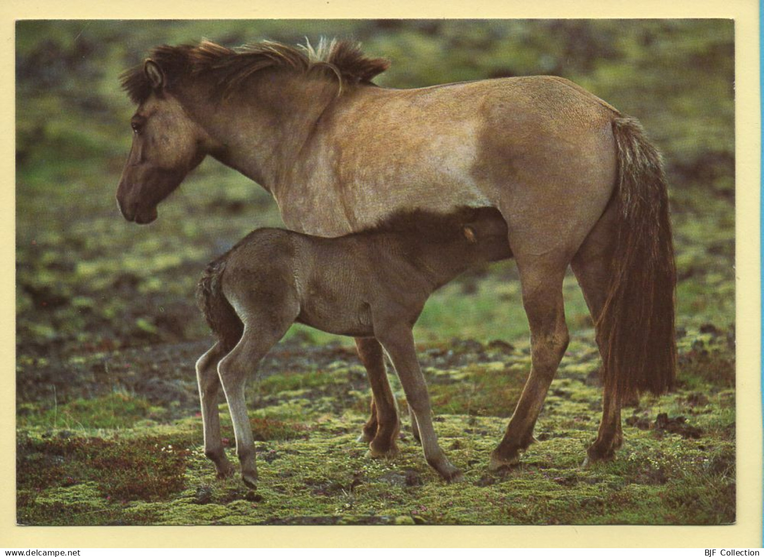 Chevaux : Chevaux D'Islande (voir Scan Recto/verso) - Horses