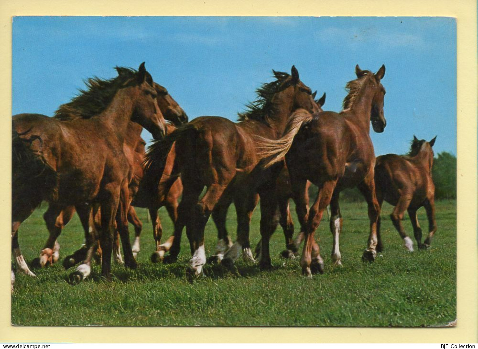 Chevaux : Chevaux (voir Scan Recto/verso) - Horses