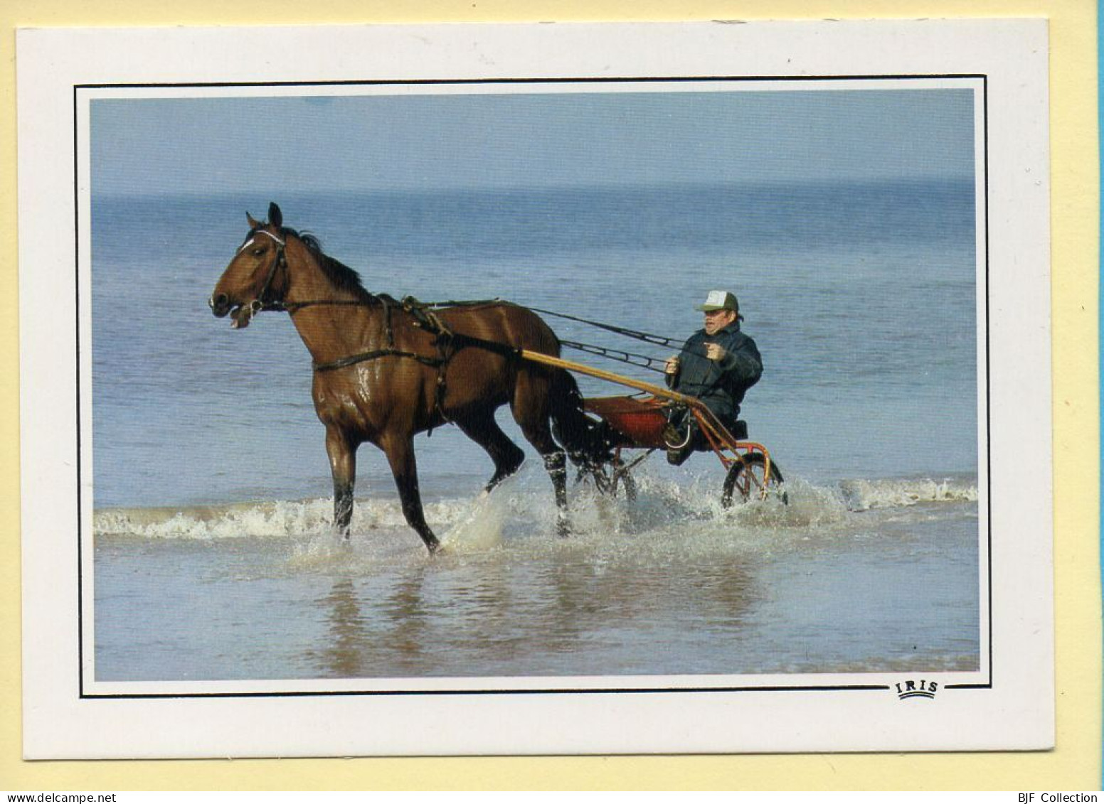 Chevaux : Attelage Au Bord De Mer / Normandie (voir Scan Recto/verso) - Horses
