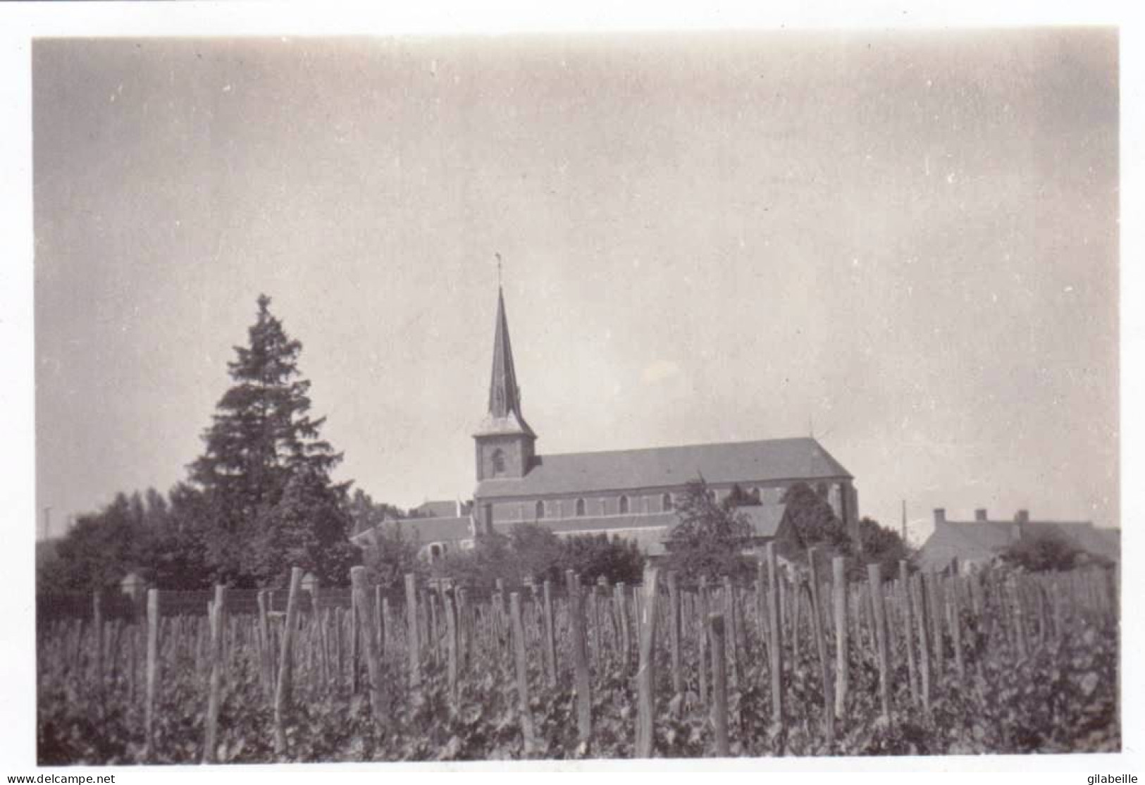 Photo Originale - 45 - FEROLLES - L'église Vu A Travers Les Vignes - Mai 1934 - Places
