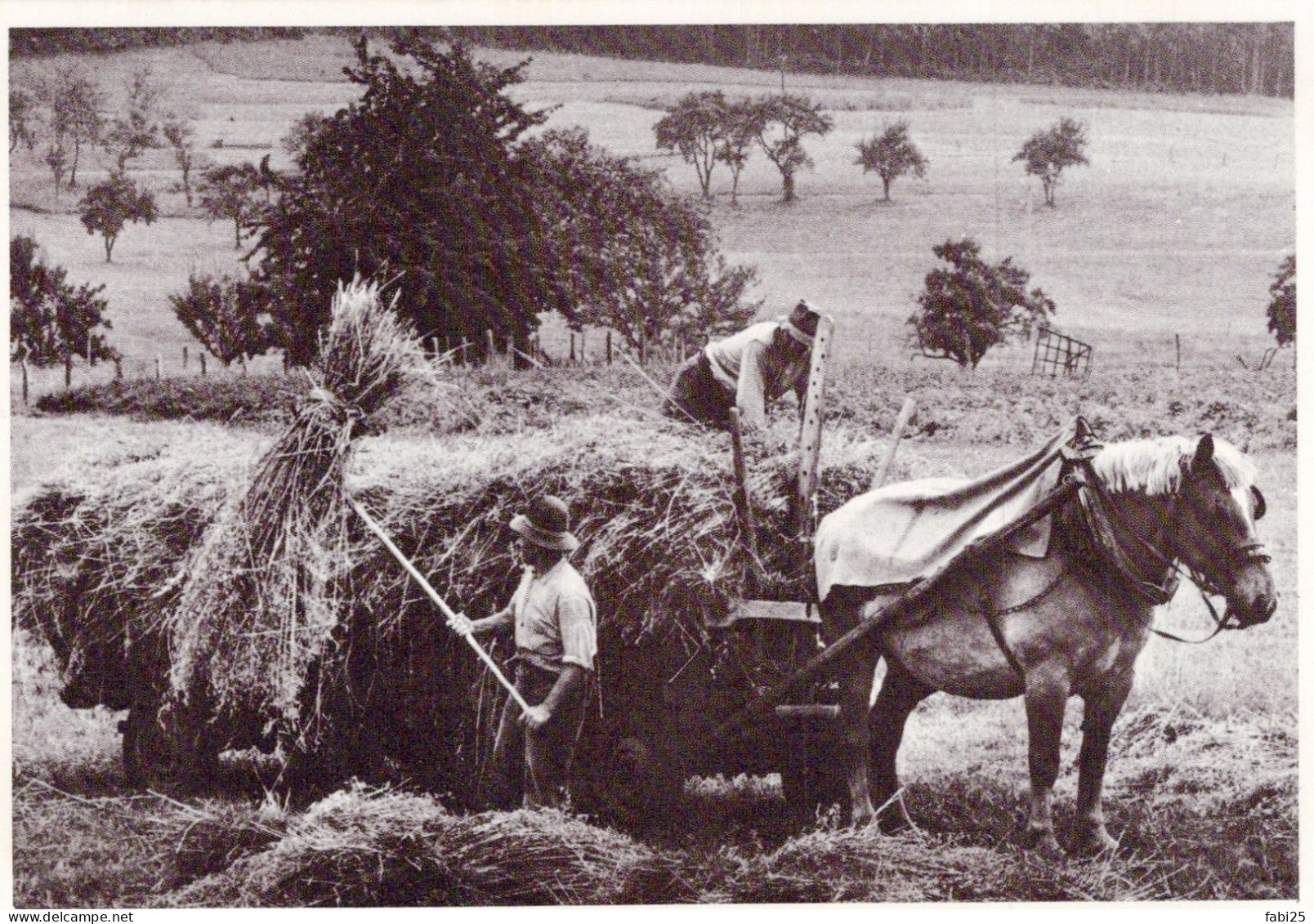 AGRIUCLTURE FENAISON  ATTELAGE - Wagengespanne