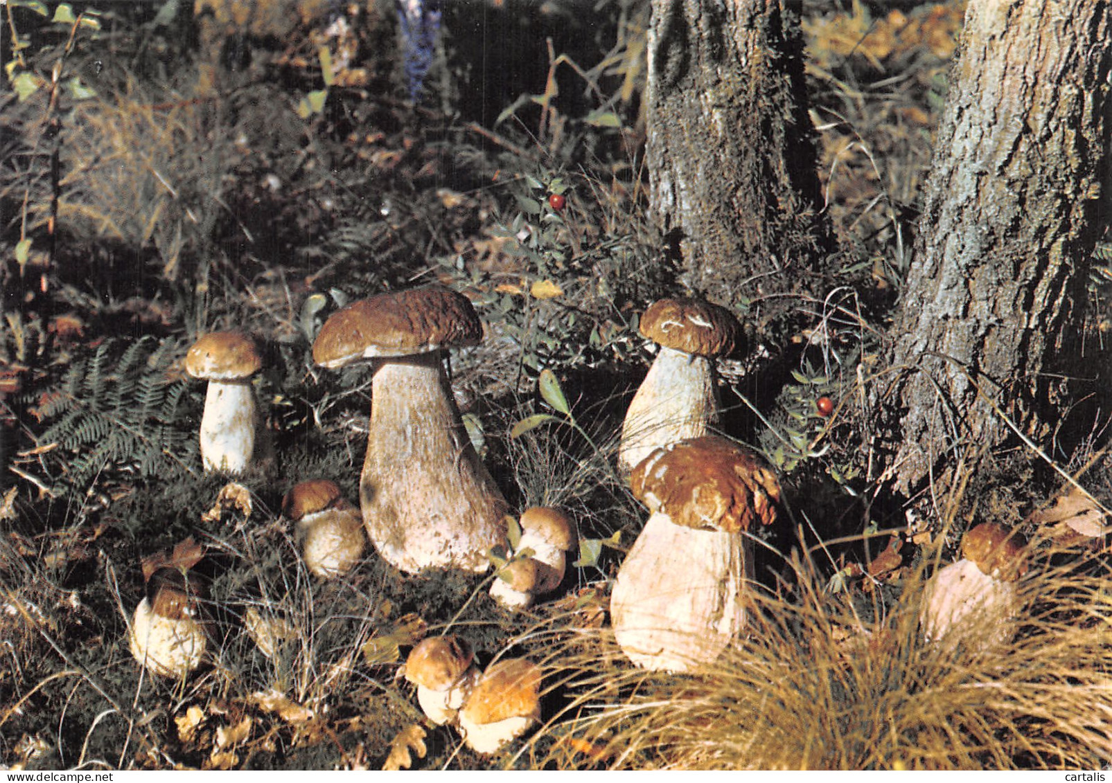 65-CHAMPIGNONS DANS NOS FORETS-N° 4408-A/0101 - Otros & Sin Clasificación