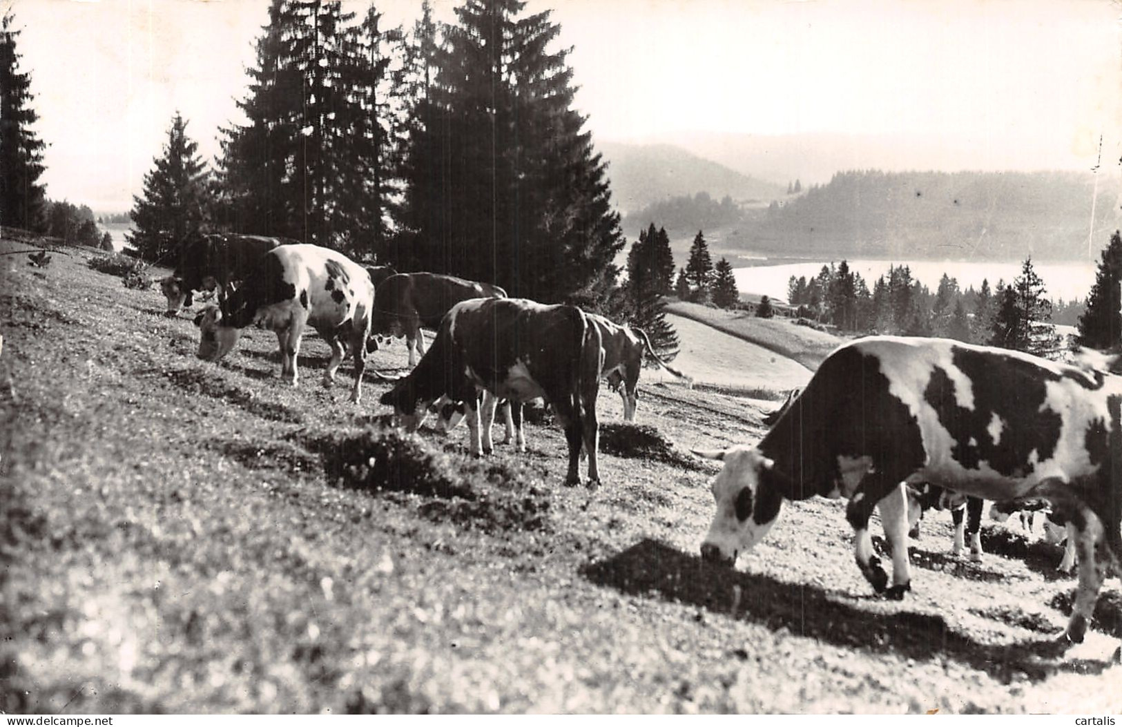 39-PATURAGES AU BORD DU LAC-N° 4407-E/0179 - Autres & Non Classés