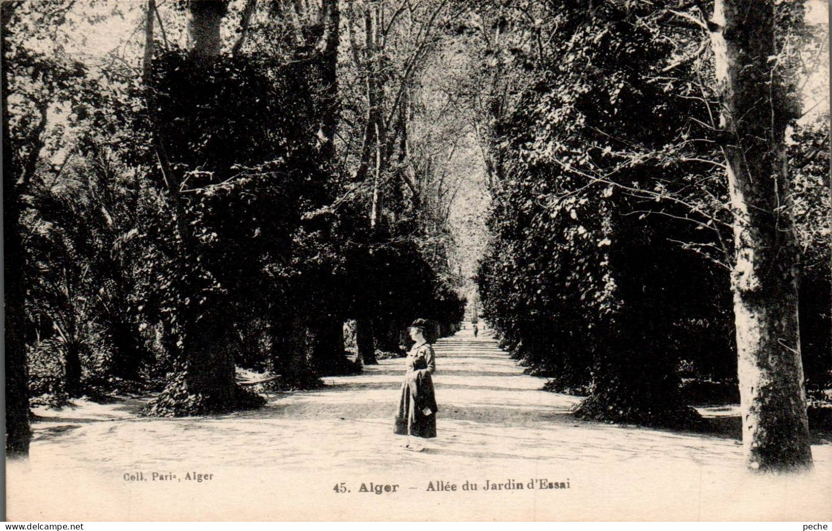 N°1154 W -cpa Alger -allée Du Jardin Public- - Algerien