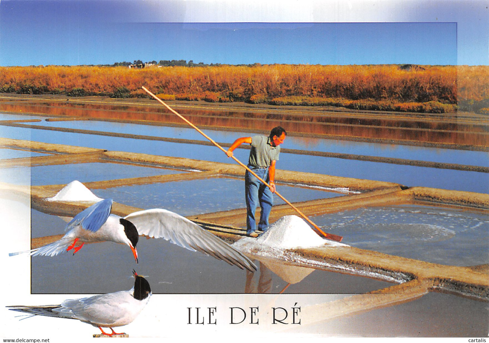 17-ILE DE RE-N° 4412-D/0333 - Ile De Ré