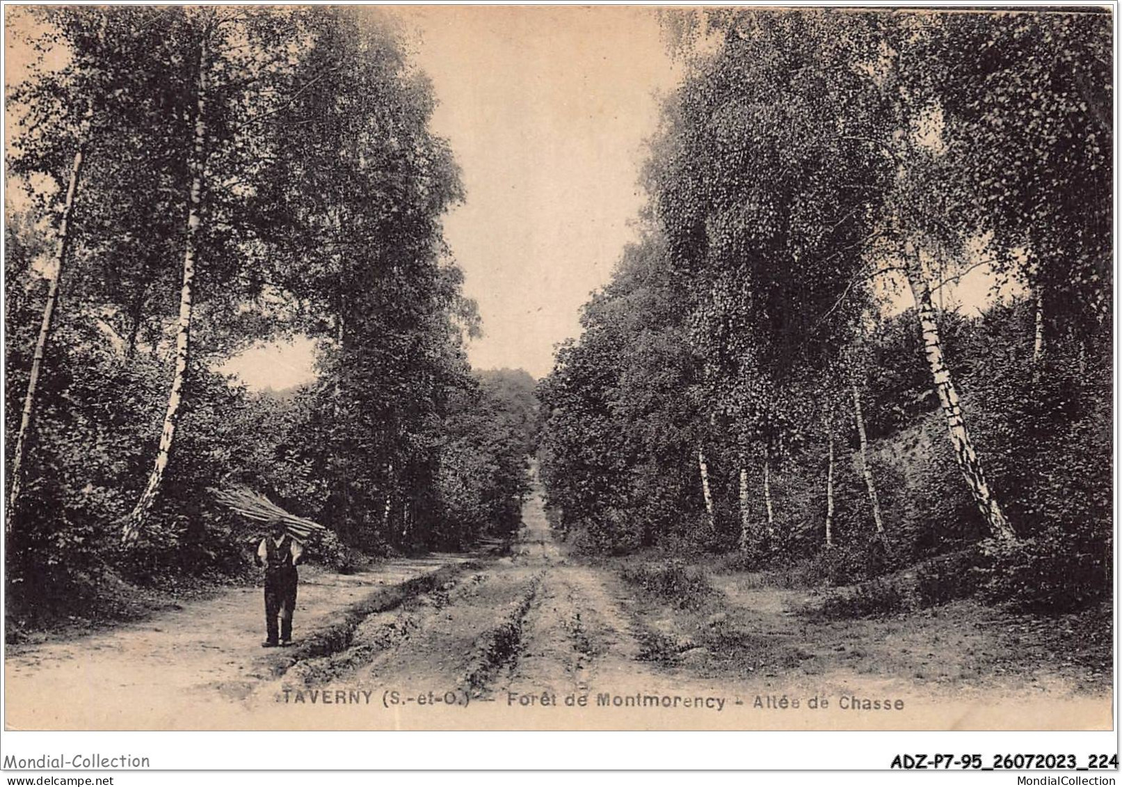 ADZP7-95-0554 - TAVERNY - Forêt De Montmorency - Allé De Chasse - Taverny