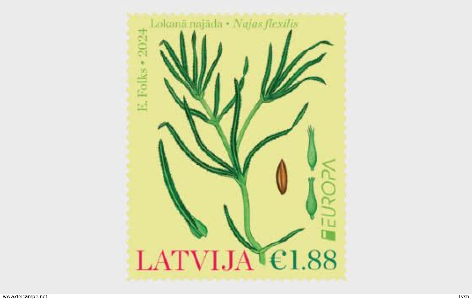 Latvia.2024.Europa CEPT.Underwater Fauna And Flora.Najas Flexilis.1 V. ** . - Otros & Sin Clasificación