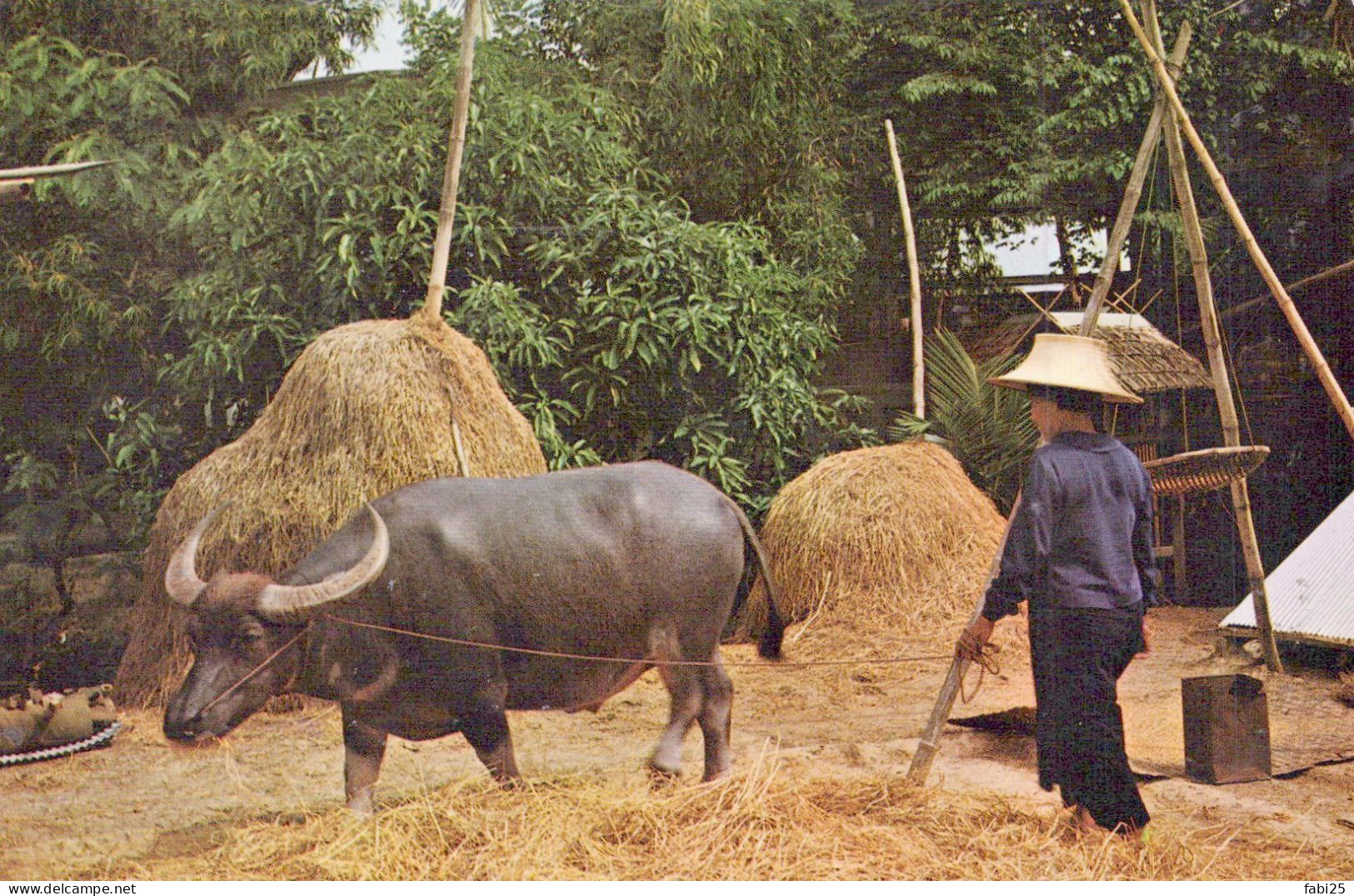 THAI FARMERS TRESH BY BUFFALO - Thailand