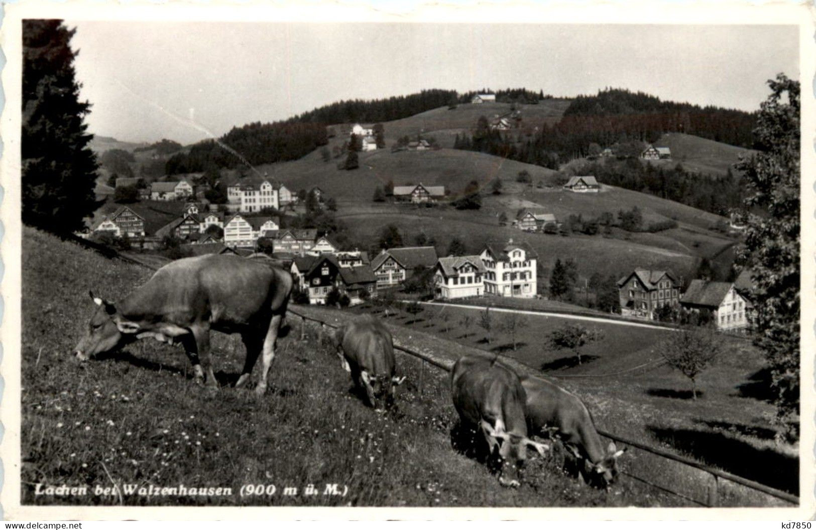 Lachen Bei Walzenhausen - Kühe - Walzenhausen