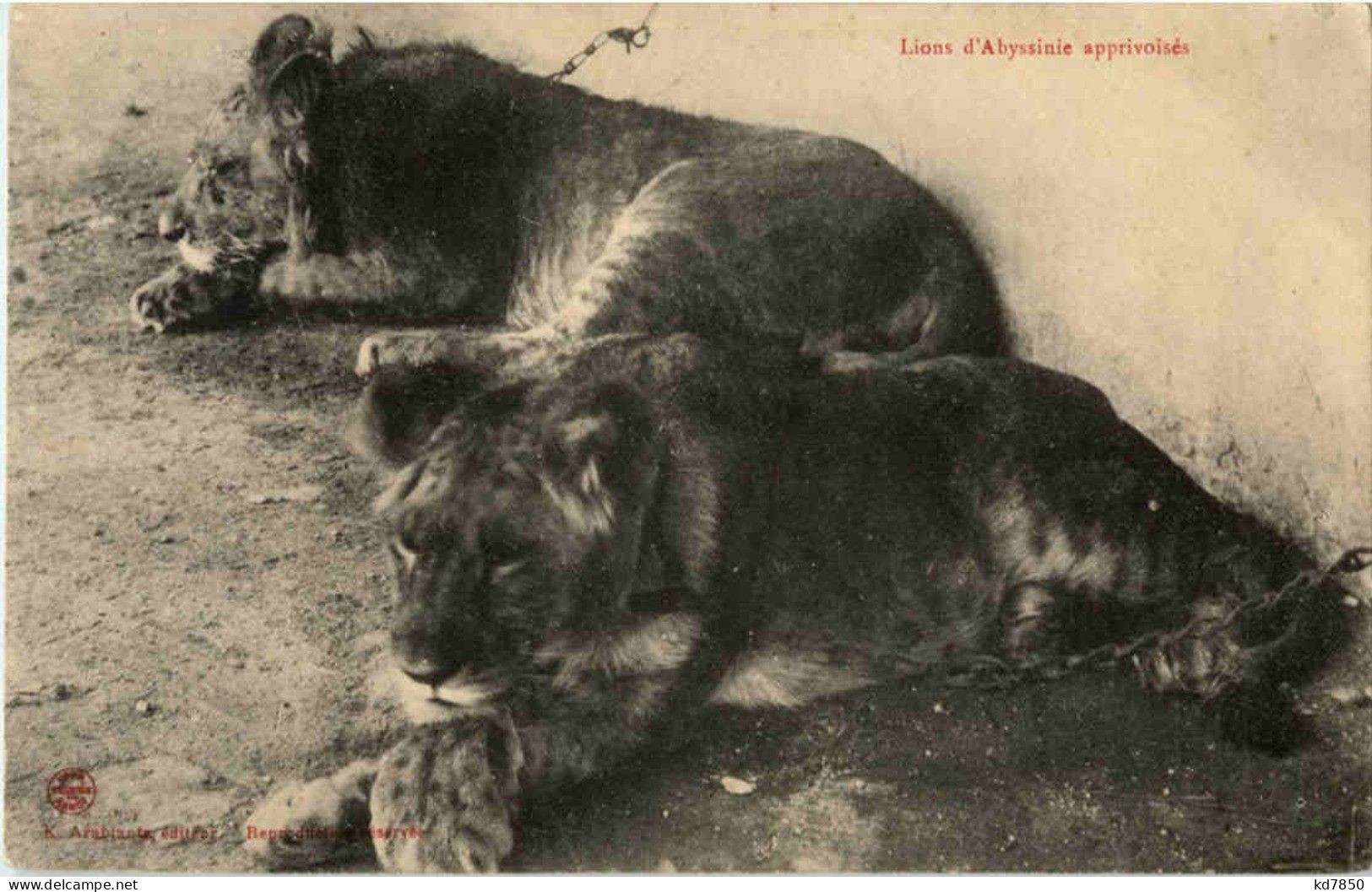 Lions D Abyssinie Apprivoises - Löwen