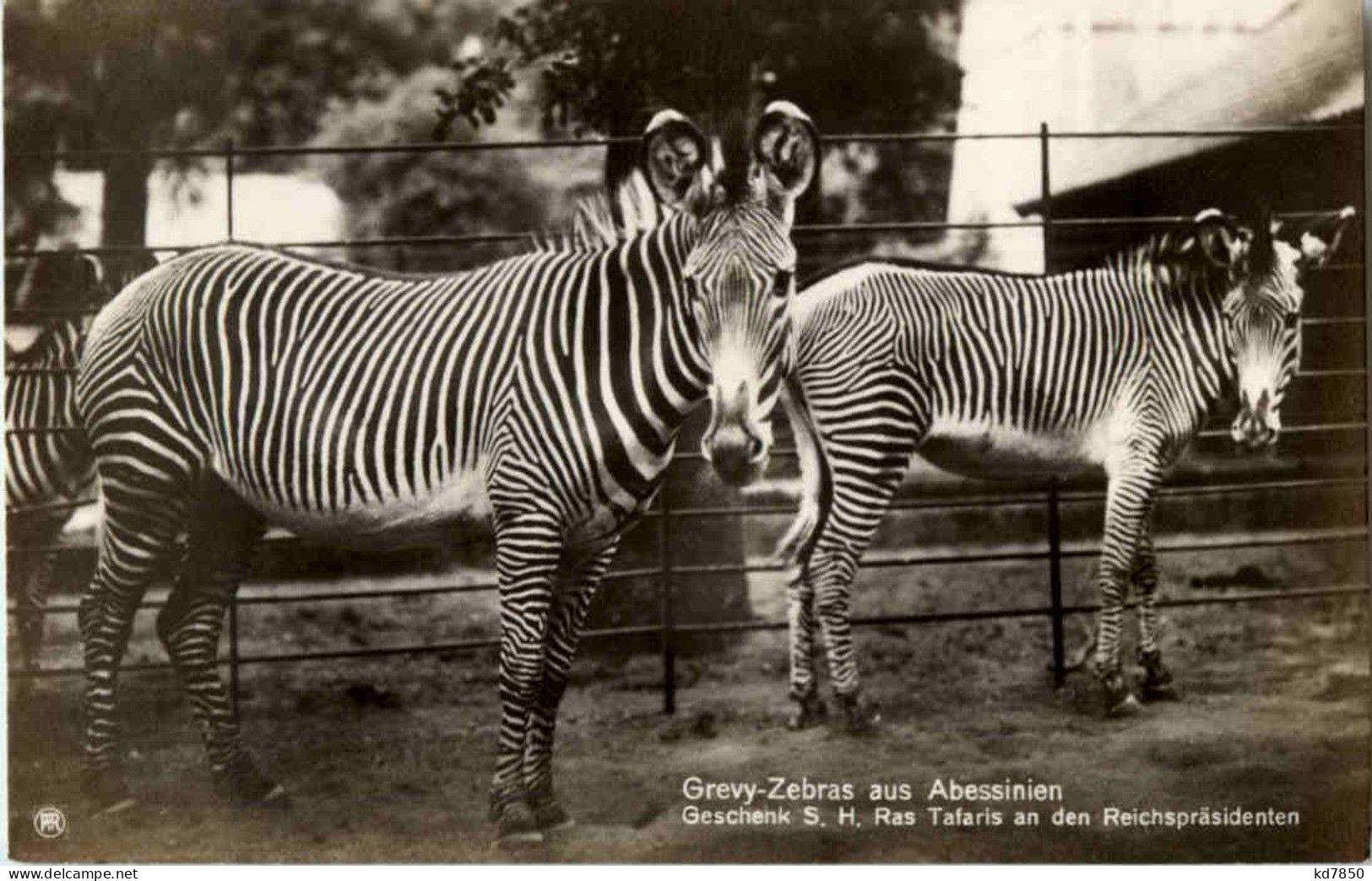 Grevy Zebras - Horses