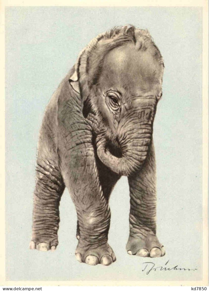 Elefant - Olifanten