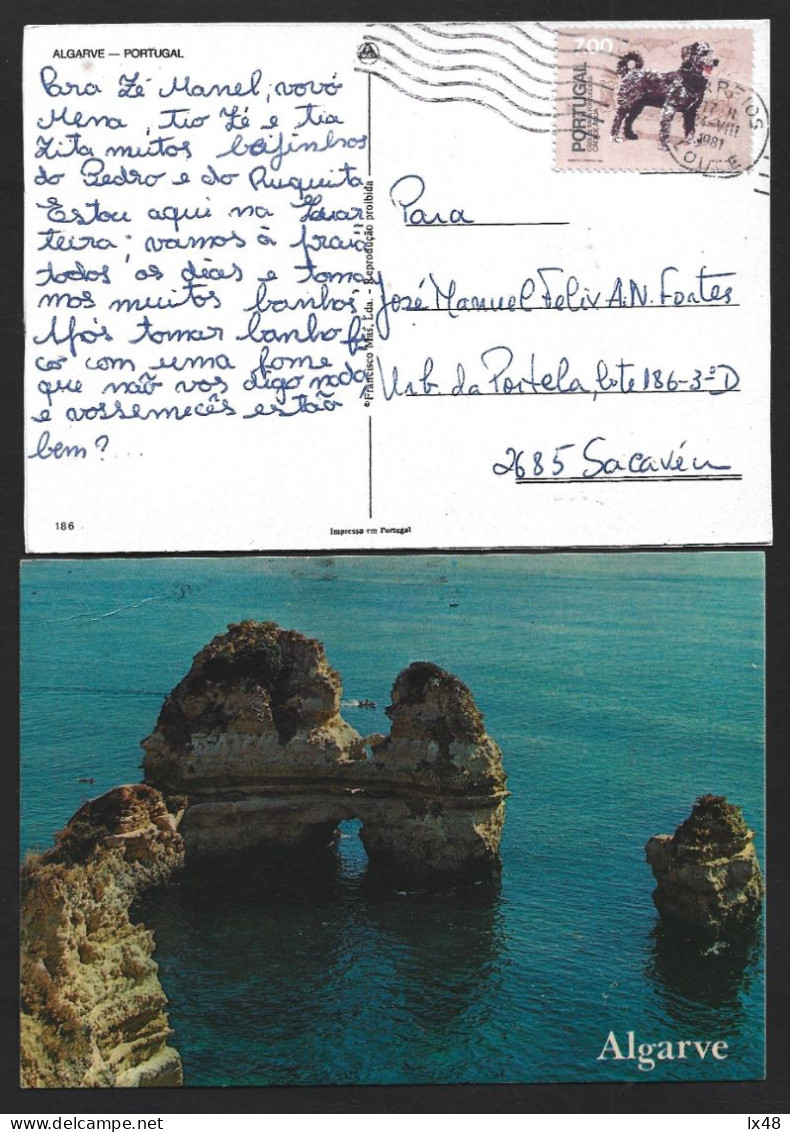 Algarve Water Dog. Obliteration Of Loulé. Postcard From Praia Da Rocha. Algarve Waterhond. Vernietiging Van Loulé. Ansic - Honden