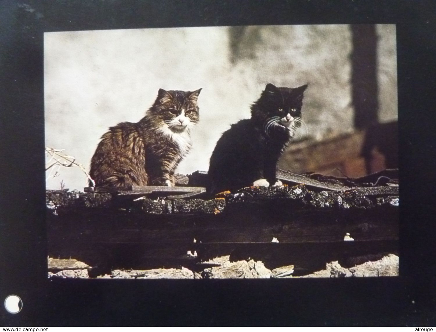 CP Chats, Photo P.Putelat - Katten