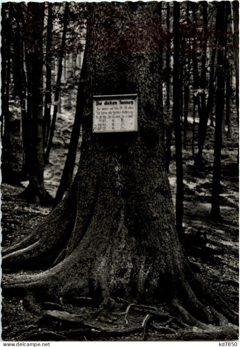 Hohegeiss - Dicke Tanne - Braunlage