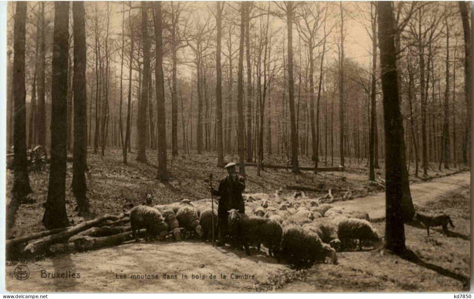 Bruxelles - Les Moutons Dans Le Bois De La Cambre - Sonstige & Ohne Zuordnung