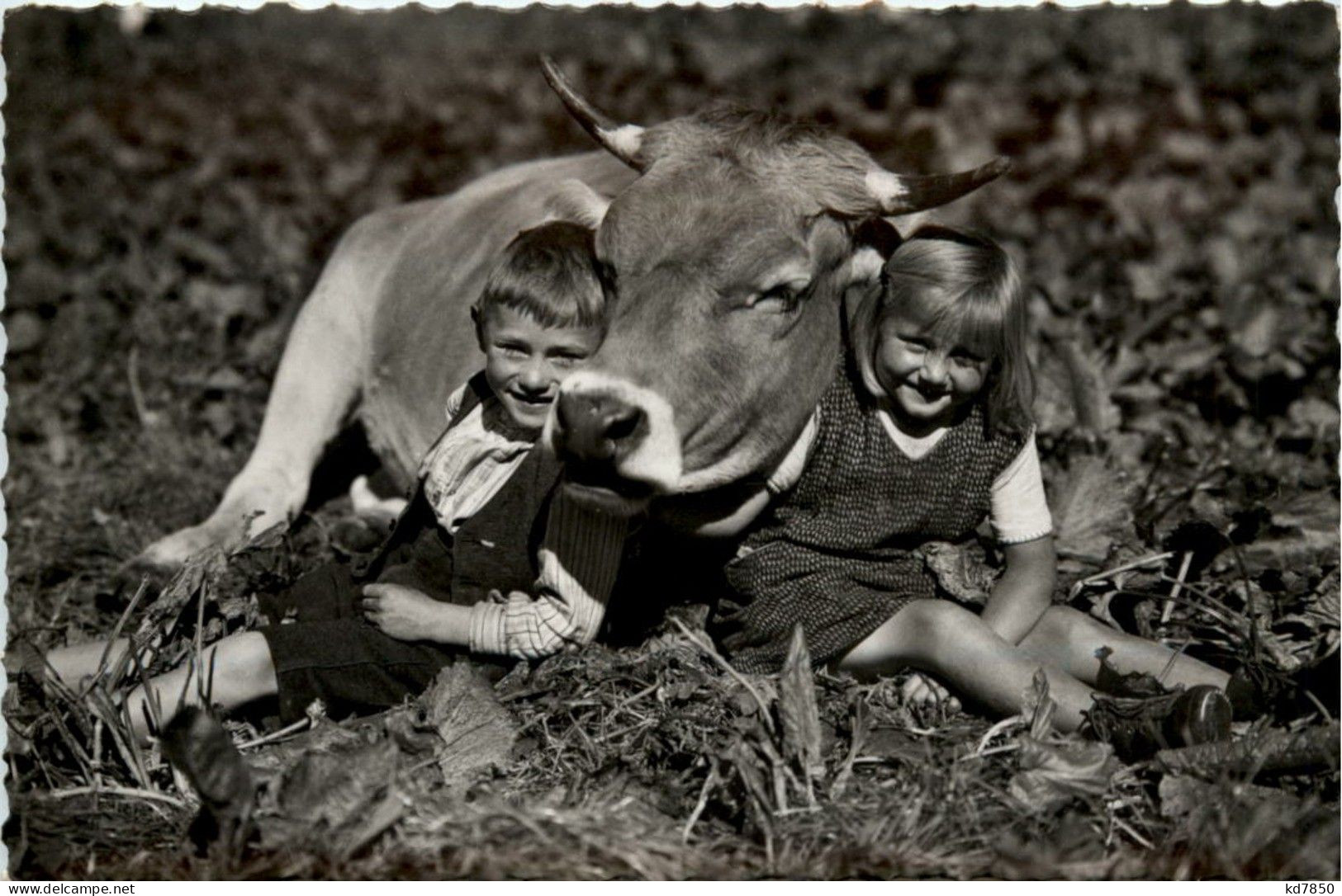 Kinder Mit Kuh - Mucche