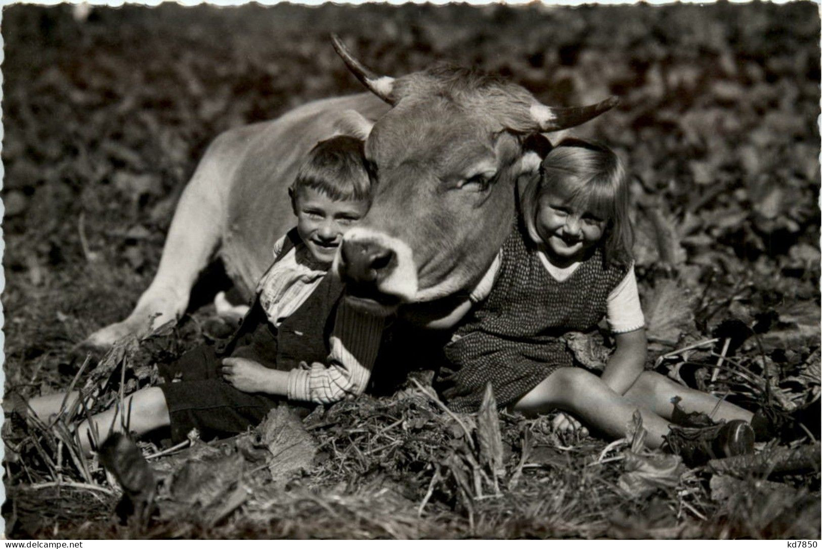 Kinder Mit Kuh - Vaches