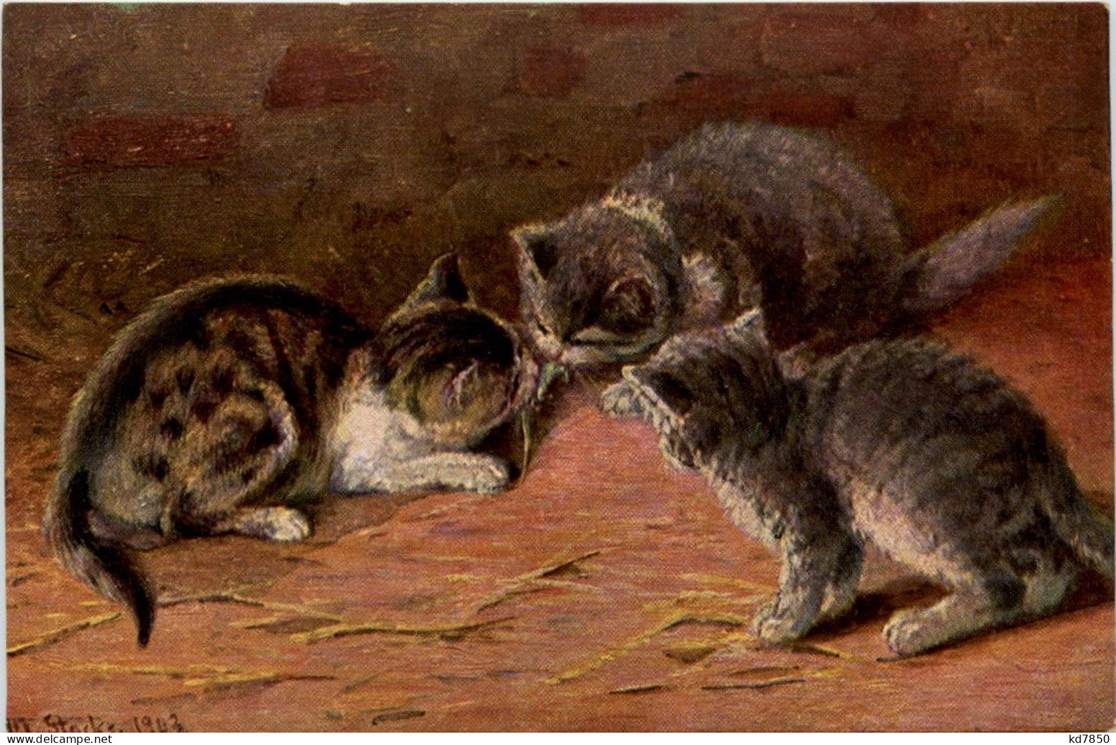 Katzen - Chats