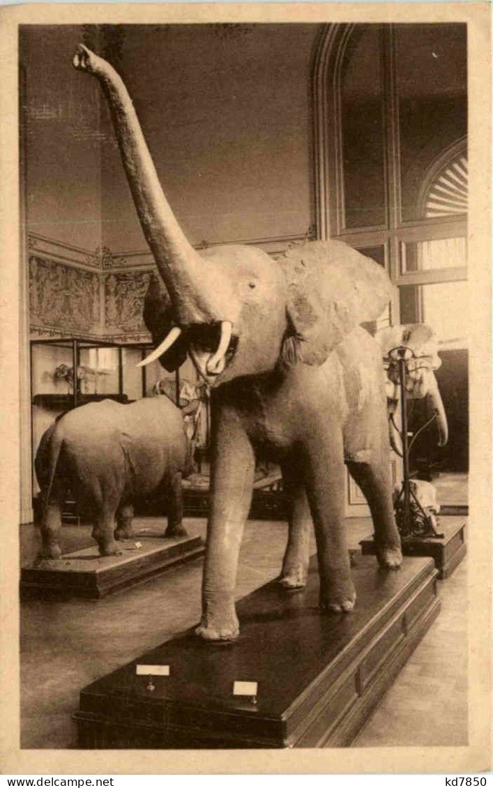 Tervueren - Musee Du Congo Belge - Elephant - Autres & Non Classés