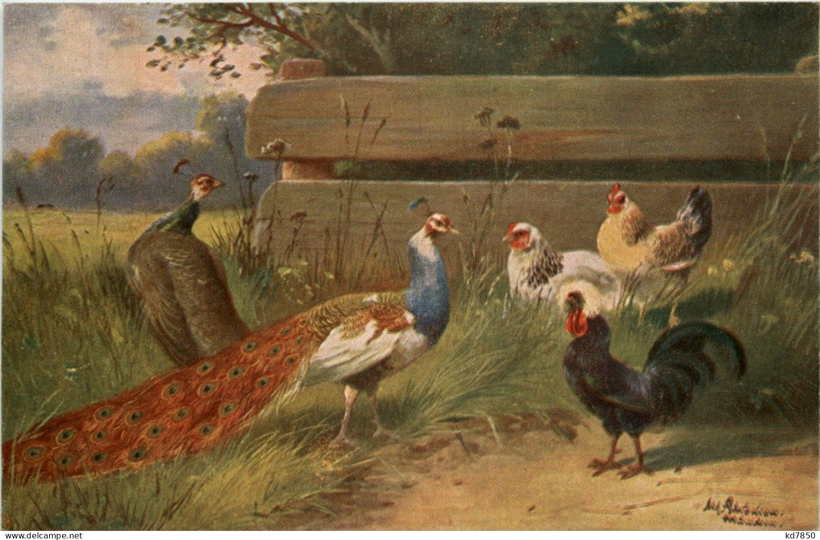 Chicken - Pfau - Oiseaux