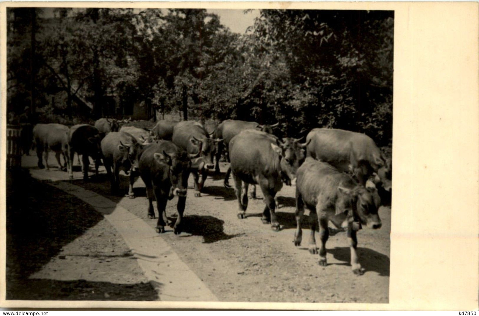 Kühe Obermillers - Cows