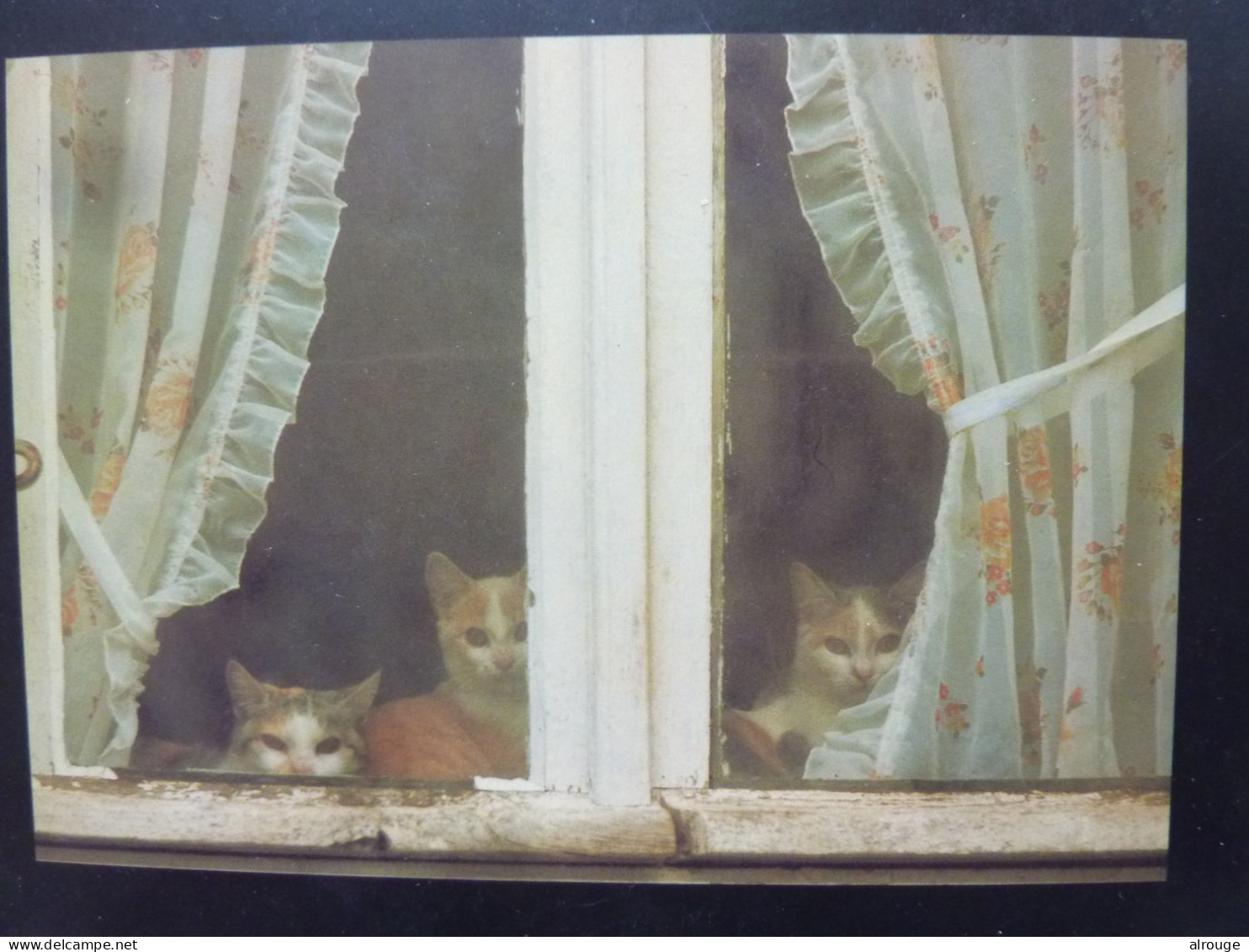 CP Les Chats à La Fenêtre - Cats