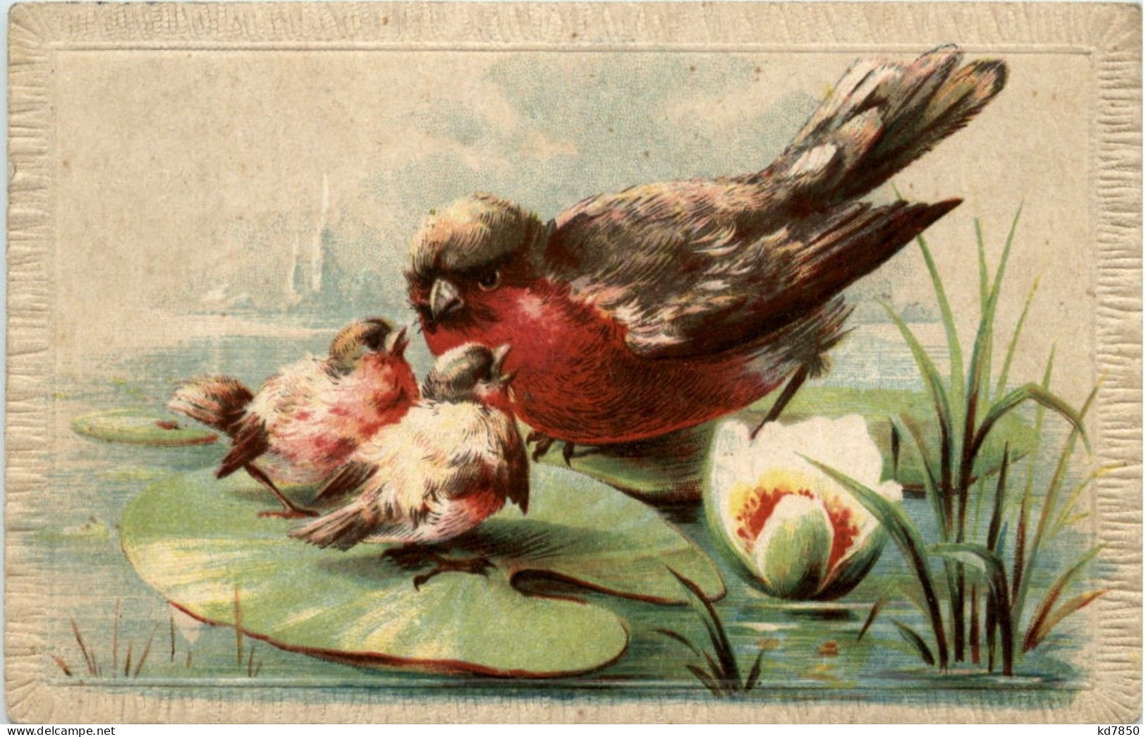 Vogel - Bird - Oiseaux