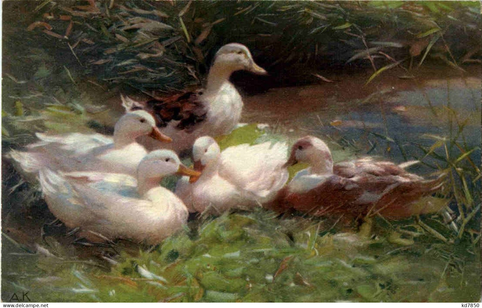 Enten - Pájaros