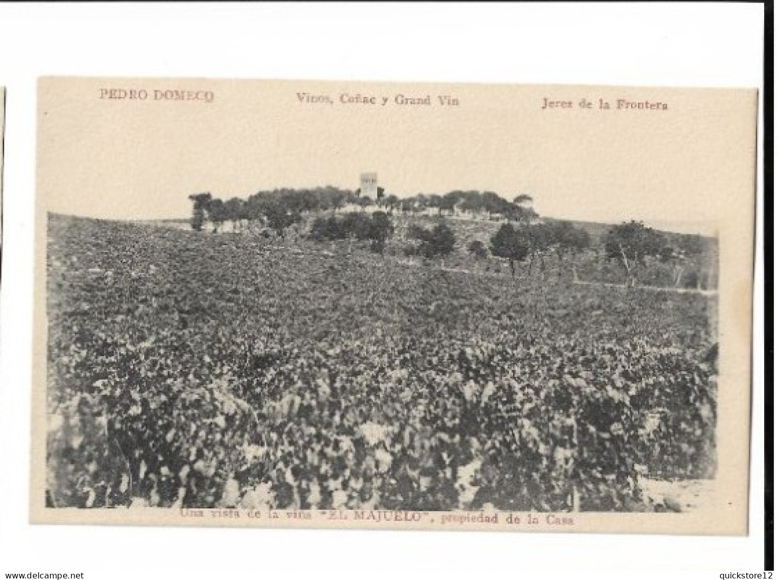 Lapida Conmemorativa Y Vista De La Viña  - Vinos Coñac Y Grand Via - Jerez De La Frontera  6900 - Altri & Non Classificati