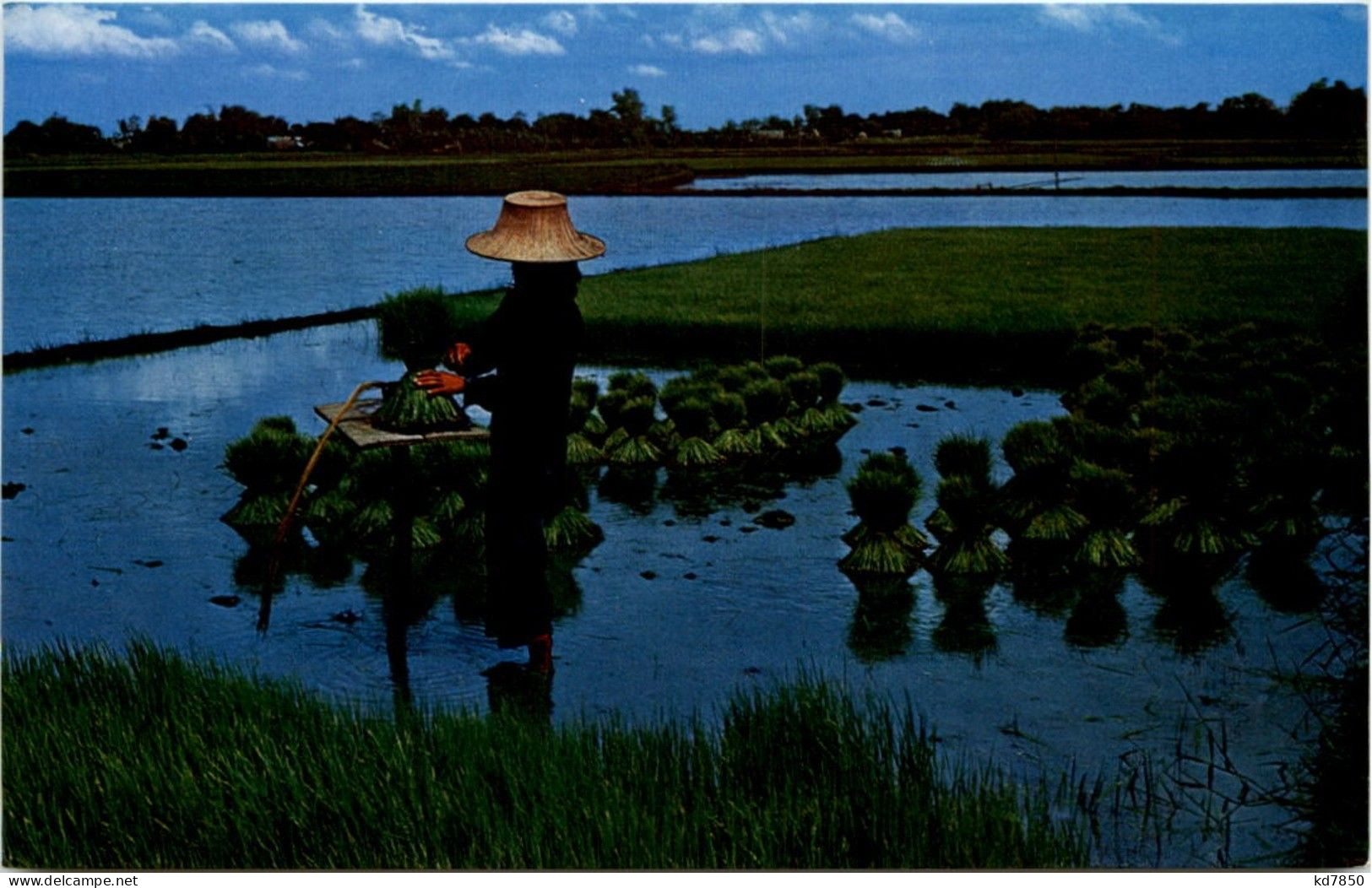 Thai Farmer - Thaïlande