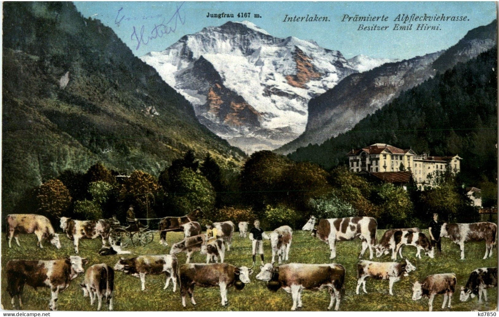 Interlaken - Kühe - Interlaken