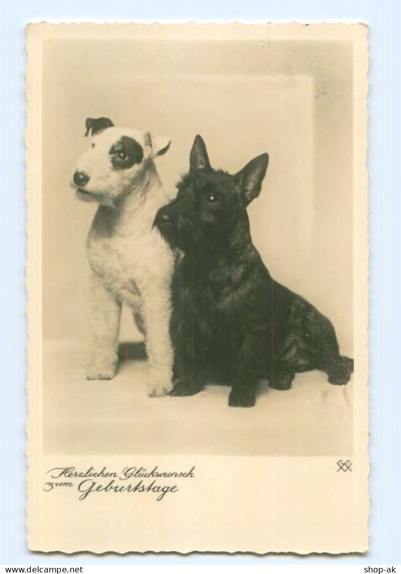 T5832/ Hunde Terrier Schöne Foto AK 1937 - Chiens