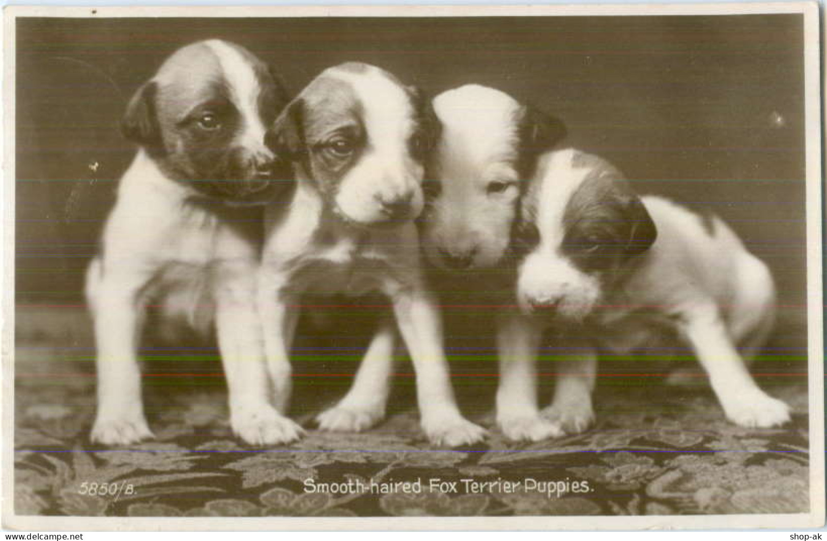 Y5459/ Hunde Fox-Terrier Foto AK1938 - Chiens