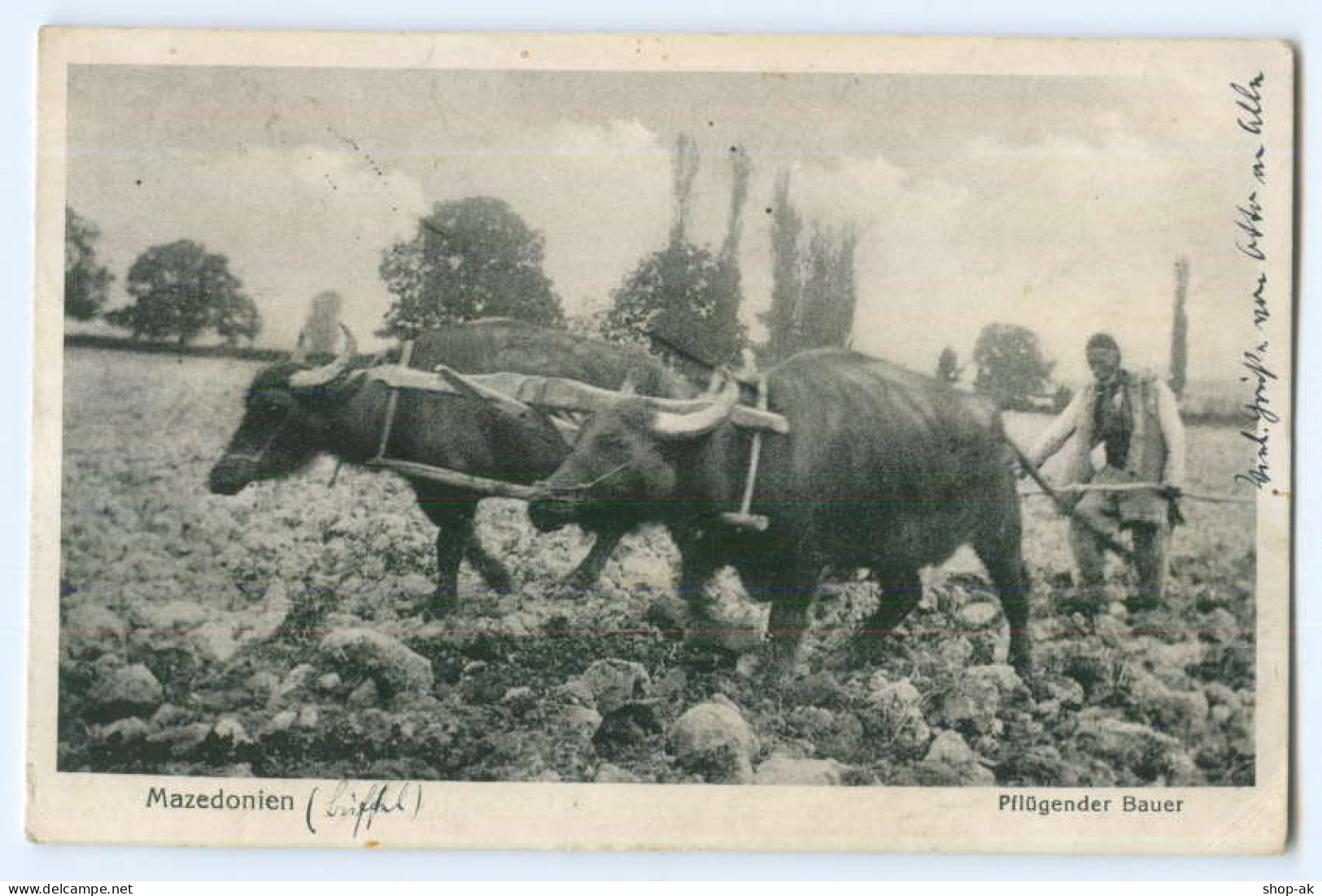 T2580/ Mazedonien Ochsenpflug Bauer Landwirtschaft AK 1917 - North Macedonia