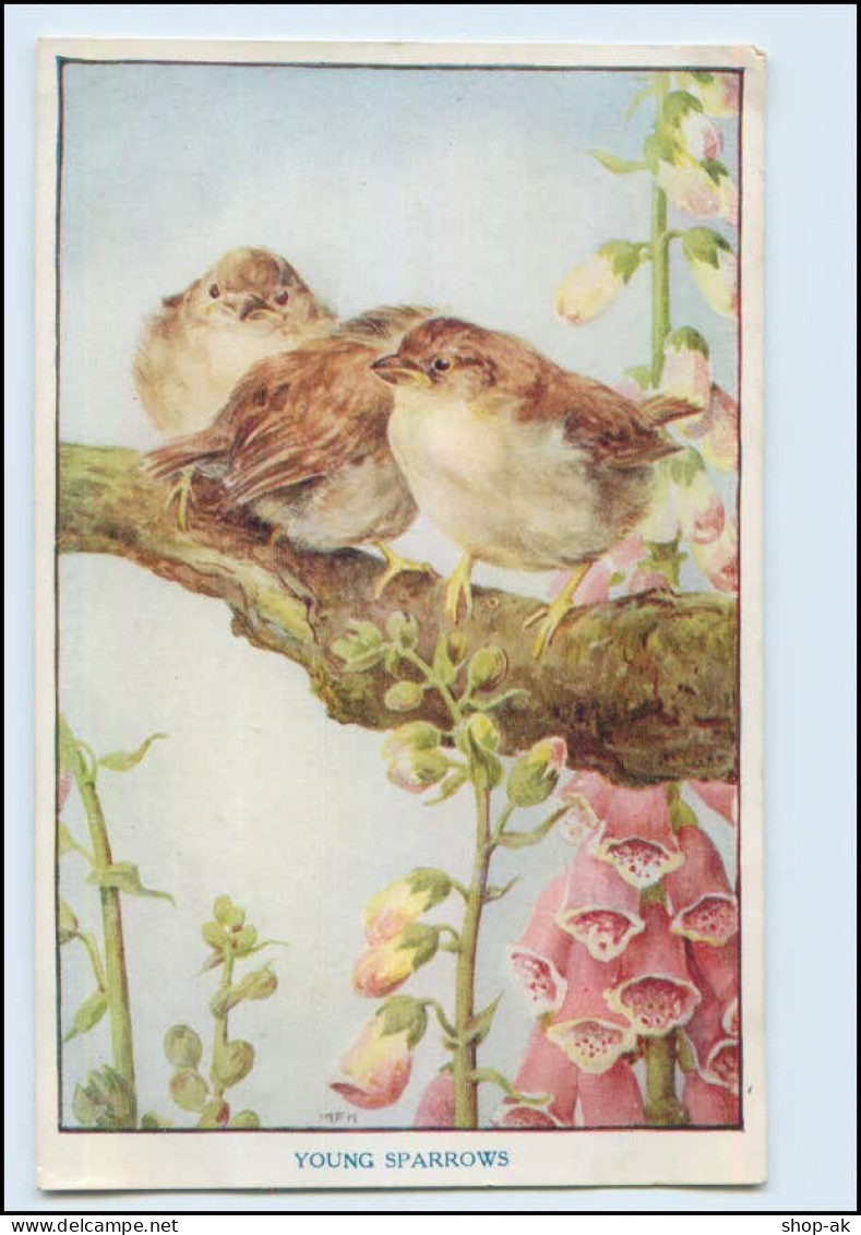 Y4528/ Young Sparrows  Vögel "Baby Bird Series"  AK Ca.1920  - Birds