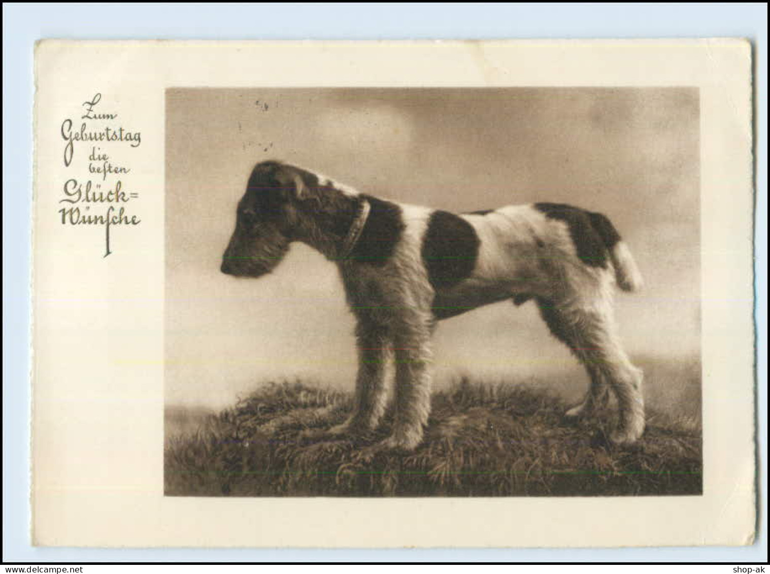 Y3554/ Hund Terrier AK 1935 - Chiens