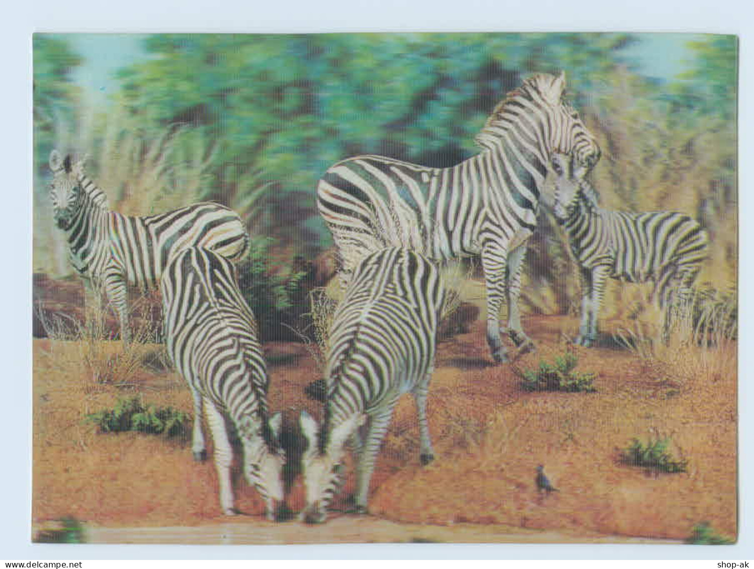 W9Y33/ Zebra  Schöne 3 D AK 1973 - Chiens