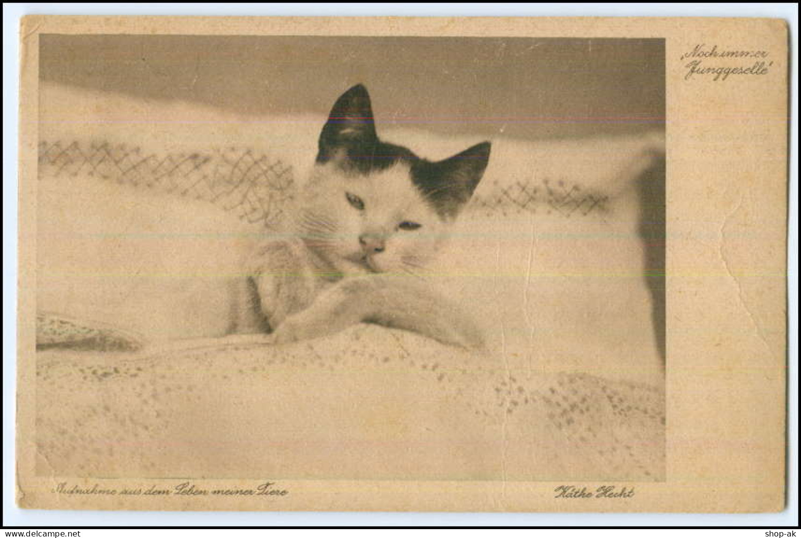 Y1921/ Käthe Hecht AK  Katze Im Bett   Ca.1920 AK - Honden