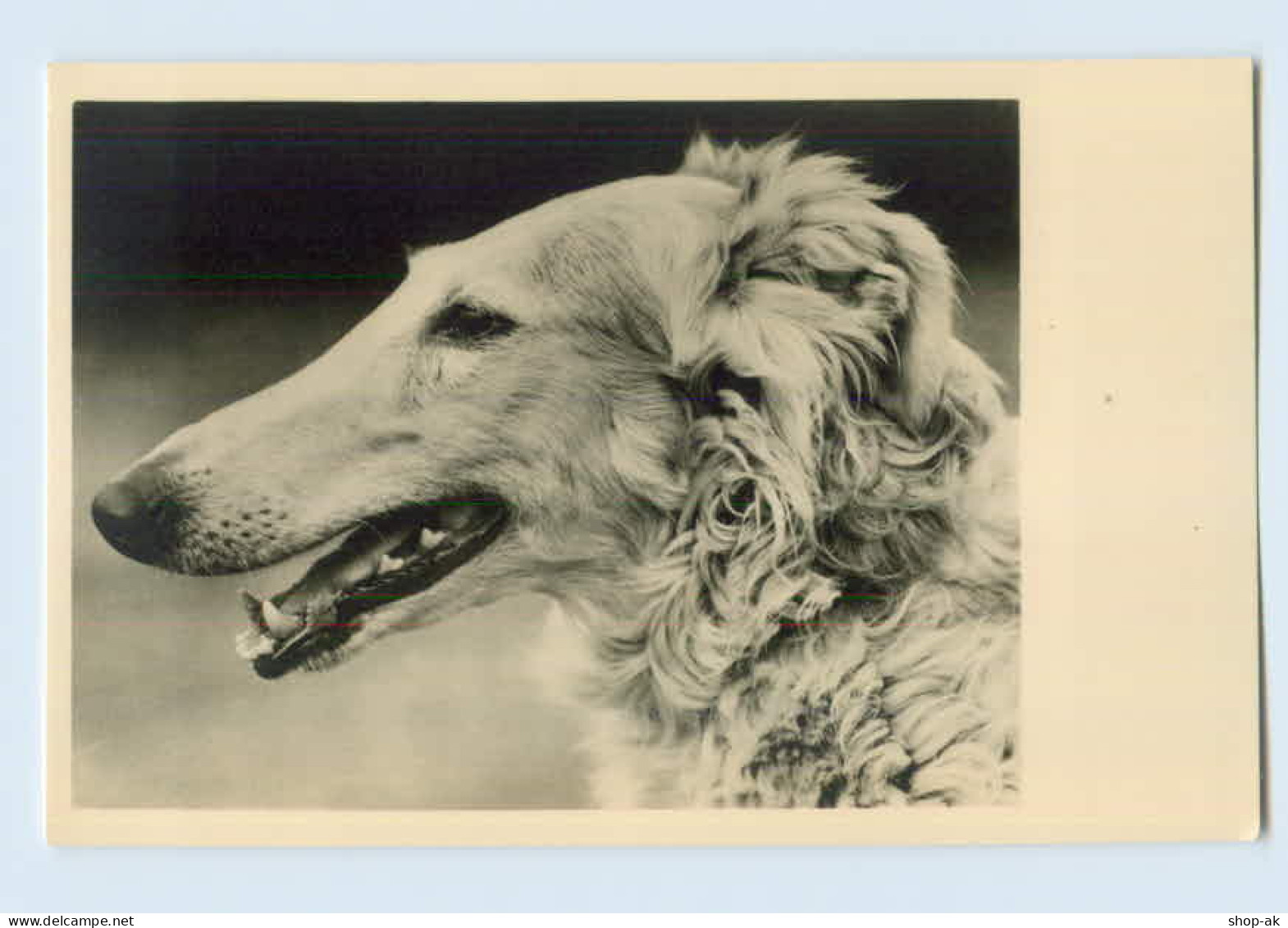 K704/ Hund Windhund Schöne Foto AK Ca.1935 - Chiens