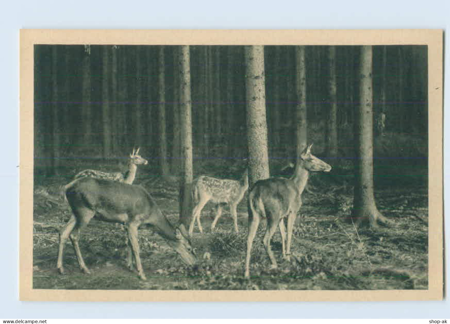 Y051/ Rehe Im Nächtlichen Wald  Schöne AK "Das Tier"  Ca.1925 - Chiens