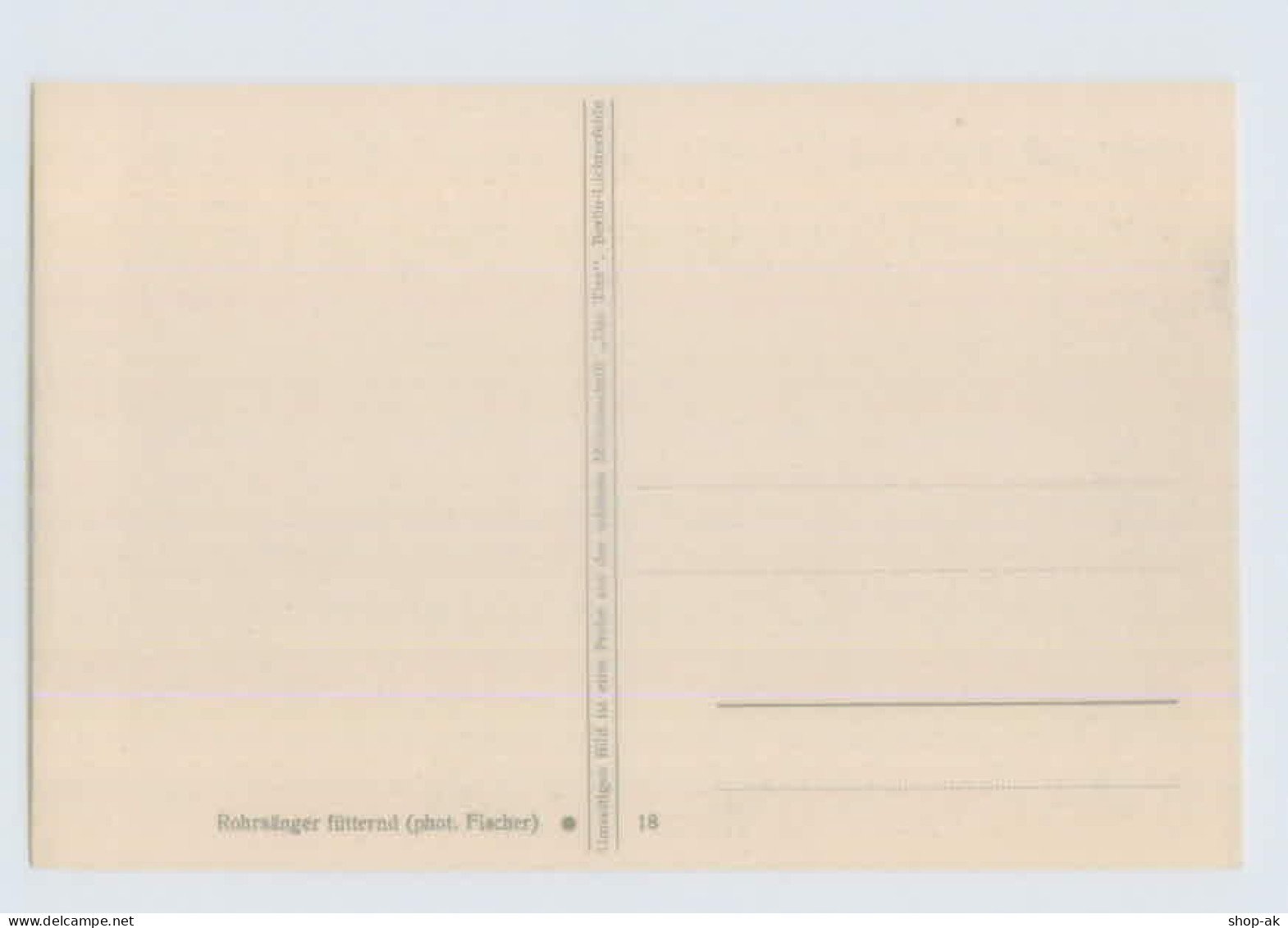 Y049/ Rohrsänger Fütternd - Vögel Schöne AK "Das Tier"  Ca.1925 - Hunde