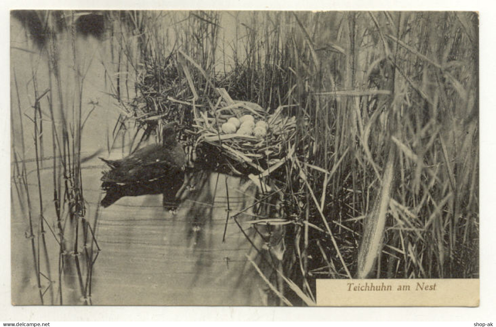 Z4040/ Teichhuhn Am Nest AK Natur- U. Vogelschutz - Dogs