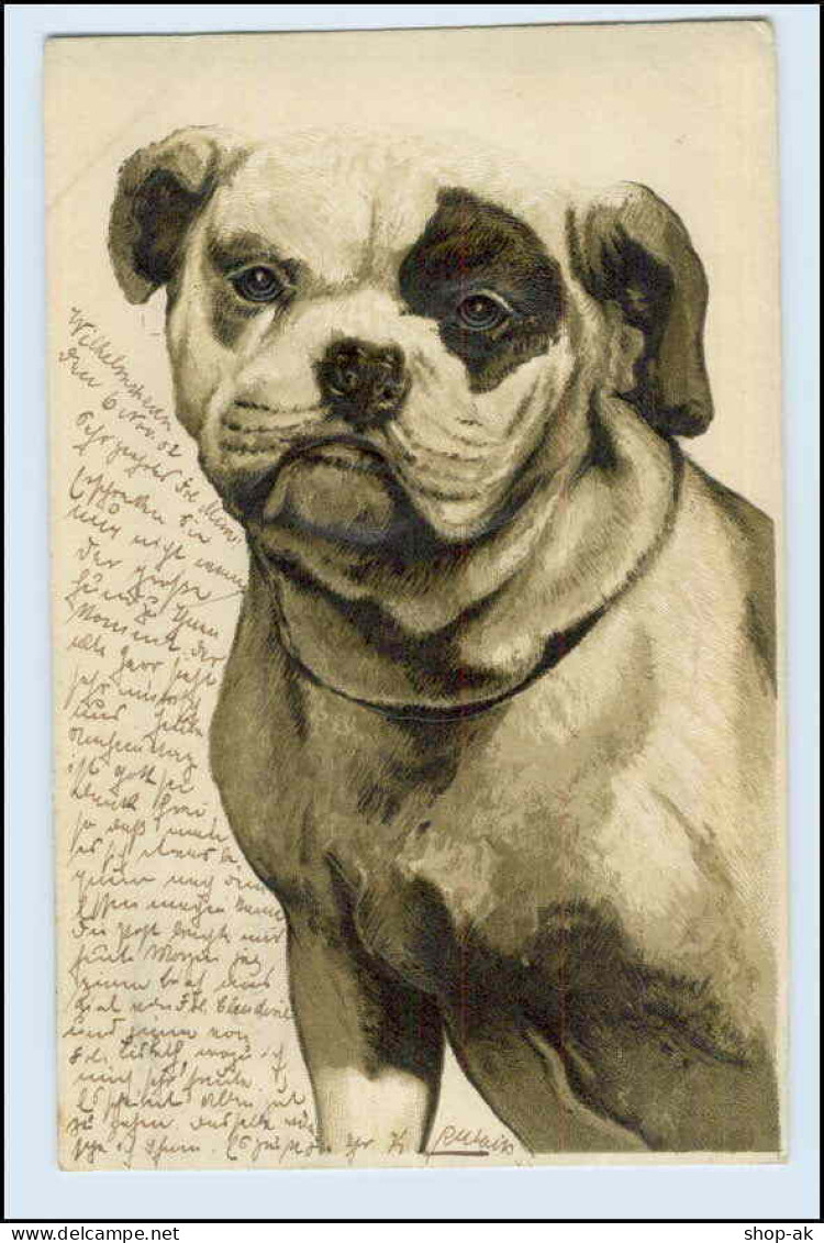 W4M00/ Hunde Hundeportrait 1902 AK - Honden