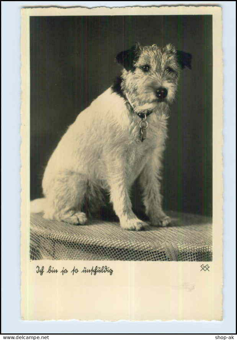 P3C17/ Hund Schöne Terrier Foto Ak Ca.1940 - Perros